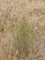 Baccharis spartioides