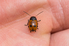 Cryptocephalus trimaculatus