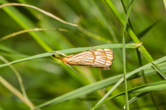 Chrysocrambus linetella