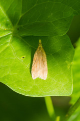 Dichomeris derasella