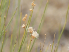 Baccharis spartioides