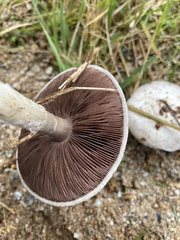 Agaricus campestris