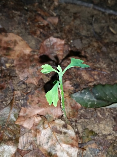 Ginkgo biloba
