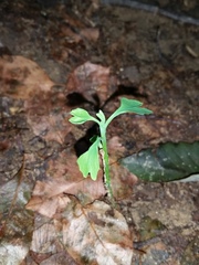 Ginkgo biloba