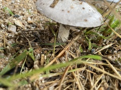 Agaricus campestris