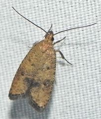 Psilocorsis quercicella