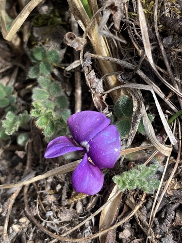 Tibetia himalaica, photograph 2