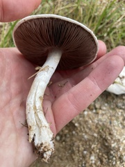 Agaricus campestris