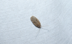 Agonopterix curvilineella