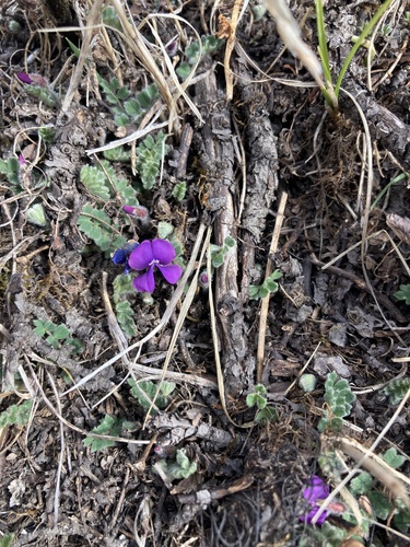 Tibetia himalaica, photograph 3