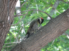 Colaptes melanochloros
