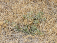 Senecio ceratophylloides
