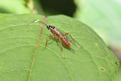 Ischnus inquisitorius