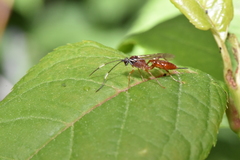 Ischnus inquisitorius