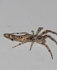 Cyclosa bacilliformis