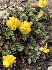 Chesneya nubigena, photograph John Kenrick Gibson, CC0, iNaturalist via GBIF