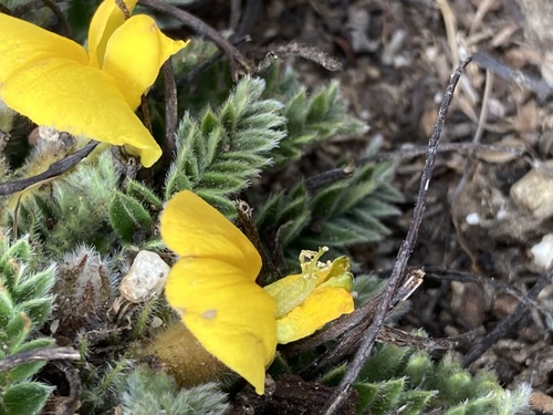 Chesneya nubigena, photograph 2