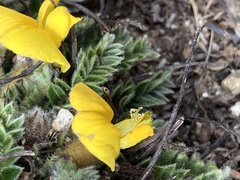 Chesneya nubigena, photograph John Kenrick Gibson, CC0, iNaturalist via GBIF