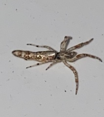 Cyclosa bacilliformis