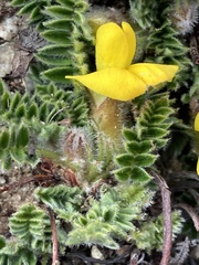 Chesneya nubigena, photograph John Kenrick Gibson, CC0, iNaturalist via GBIF