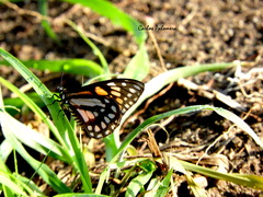 Baronia brevicornis brevicornis