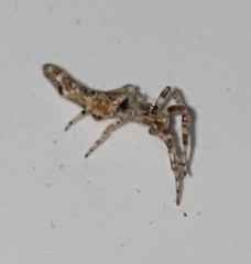 Cyclosa bacilliformis