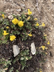 Chesneya nubigena, photograph John Kenrick Gibson, CC0, iNaturalist via GBIF