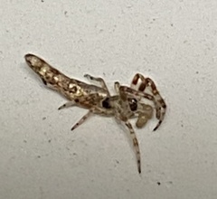 Cyclosa bacilliformis