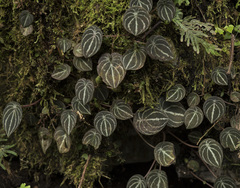 Peperomia clavigera