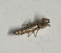 Cyclosa bacilliformis