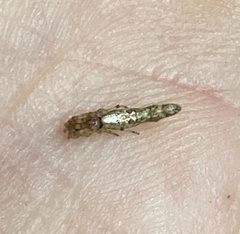 Cyclosa bacilliformis