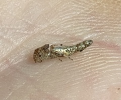 Cyclosa bacilliformis