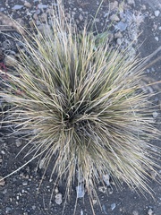 Deschampsia nubigena