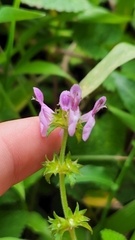 Stachys costaricensis image