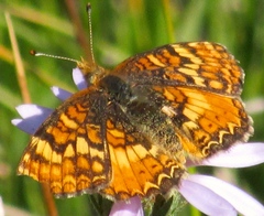Phyciodes pulchella