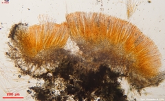 Scutellinia minor