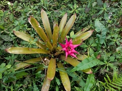 Canistrum cyathiforme