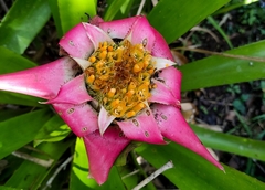 Canistrum cyathiforme