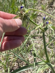 Tradescantia bracteata