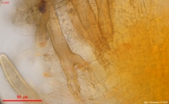 Scutellinia minor