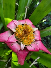 Canistrum cyathiforme