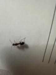 Camponotus inaequalis