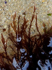 Pterosiphonia complanata