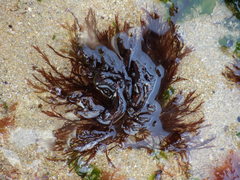 Pterosiphonia complanata