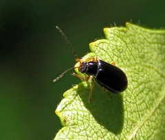 Luperus longicornis