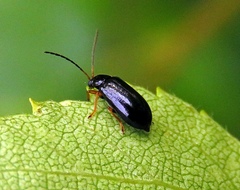 Luperus longicornis