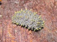 Holacanthella