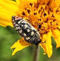 Acmaeodera paradisjuncta