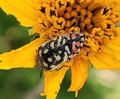 Acmaeodera paradisjuncta