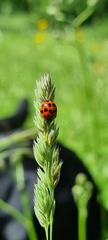 Harmonia axyridis